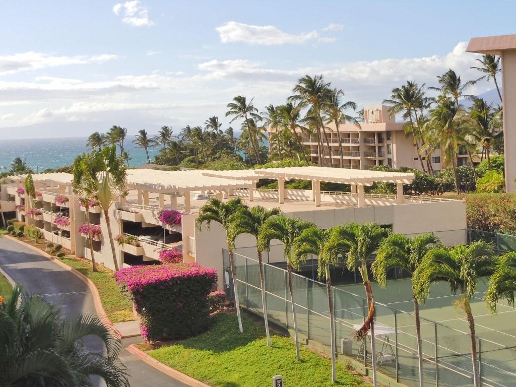 Maui Banyan 