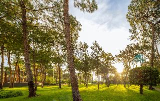 Balmy Foresta