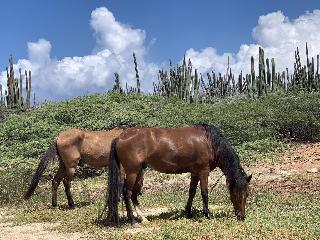 Swiss Paradise Aruba