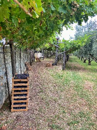 Borgo La Collina