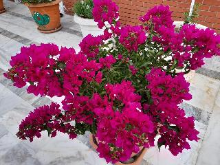 Akdeniz Pansiyon