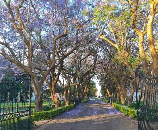 Kievits Kroon Gauteng Wine Estate