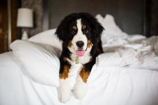 Loews Vanderbilt Nashville
