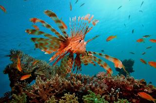 Renaissance Sharm El Sheikh Golden View Beach Rest