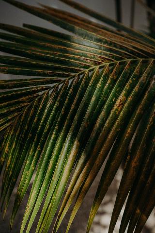 Ether Tulum