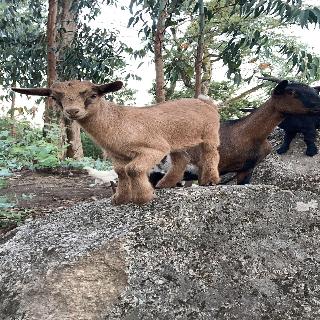 Quintinha Silvestre