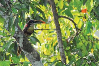 Amazon Field Station byInkaterra