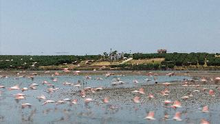 Flamingo View Suites & Villas