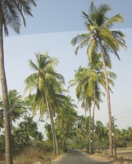 General view
 di Siesta de Goa