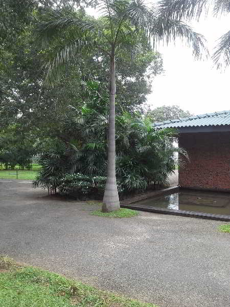 General view
 di The Lake (Seruwa)