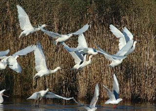 Les Rives Marines, Arcachon