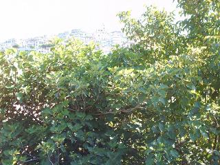 San Marco Fiuggi, Rome