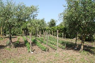 Agriturismo Piccolo Paradiso, Sorrento