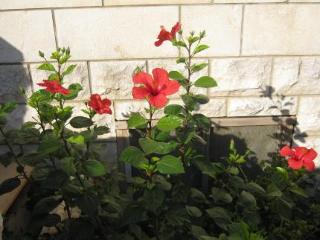 General view
 di Afrodita Apartments