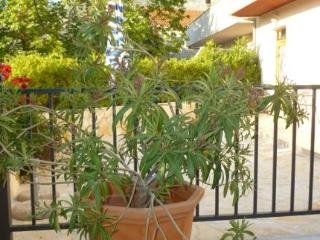 General view
 di Bacan Serviced Apartments