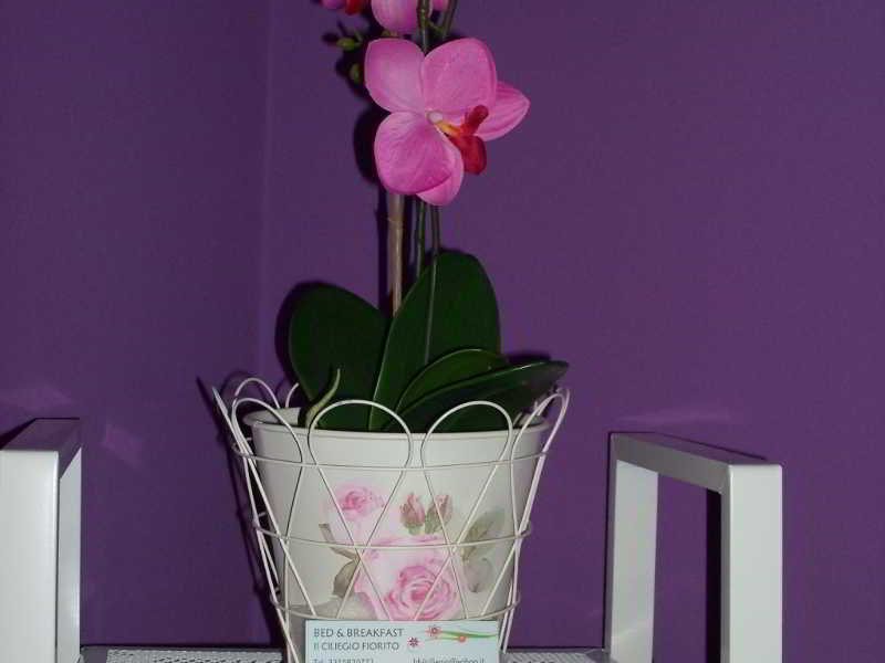 Bed&Breakfast Il Ciliegio Fiorito, Milan