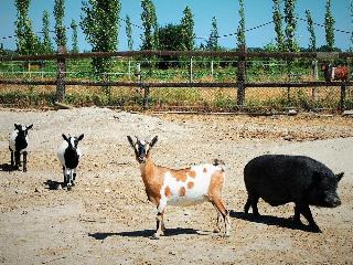 Agriturismo Biologico La Rocchetta, Ferrara