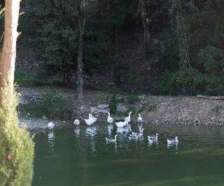 Borgo Tenuta La Bandita, Livorno