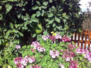 General view
 di Anna Hotel Apartments