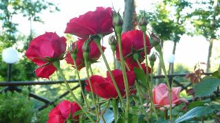 Hotel Prestige, Sorrento