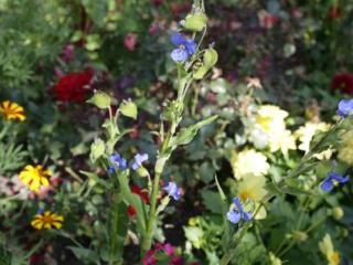 General view
 di Aiguille Du Midi