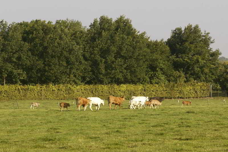 General view
 di De Traverse