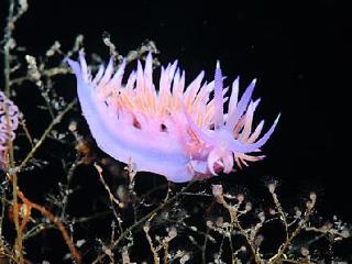 General view
 di Solitudo