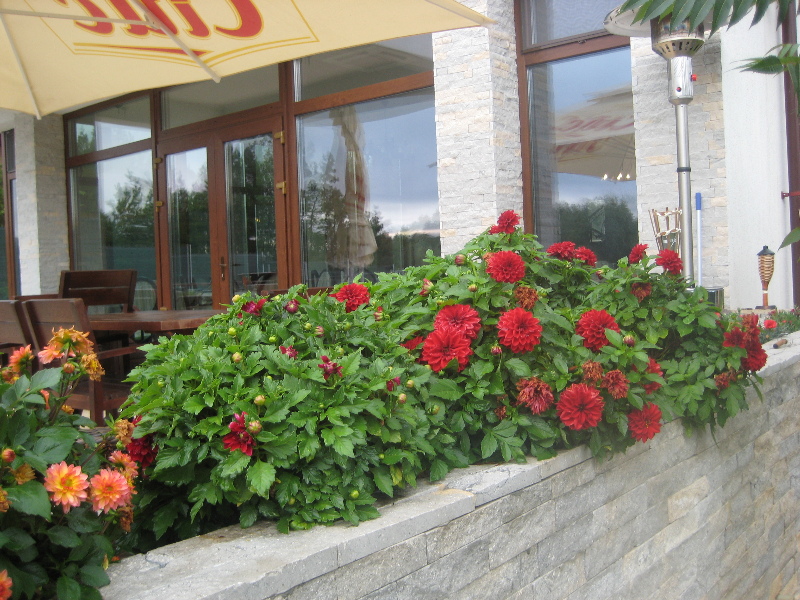 General view
 di Delta Dreams Pension