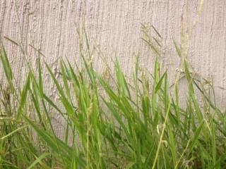Terrace thumbnail 19