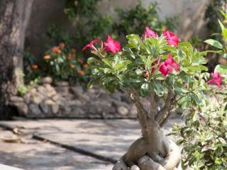 Terrace thumbnail 4
