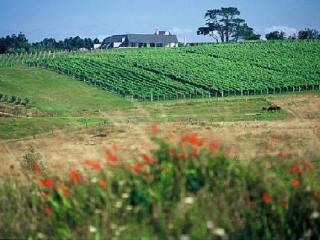 General view
 di Takatu Lodge  Vineyard