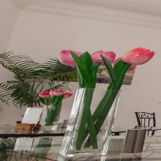 Butterfly Home