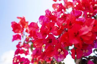 Flight + Stay at Manolita image 55