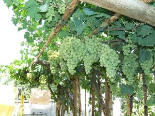 Al Tondone, Lucca