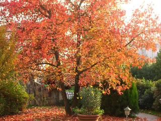 Al Tondone, Lucca