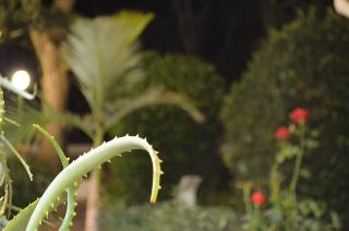 Apollon