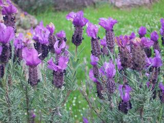 Antonhouse, North Sardinia