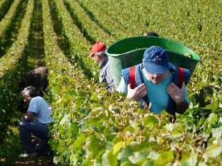 La Chouette, Beaune