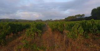 Clos de l'Ours, Golfe de Saint Tropez