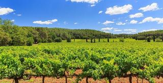 Clos de l'Ours, Golfe de Saint Tropez