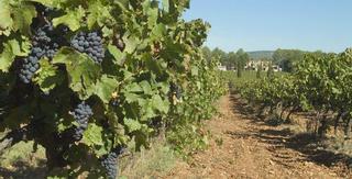 Clos de l'Ours, Golfe de Saint Tropez