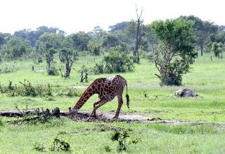 Gwango Elephant Lodge