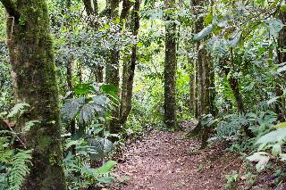 Bosque De Paz