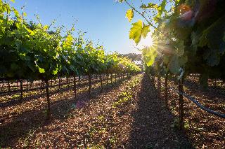 Tenuta del Barco