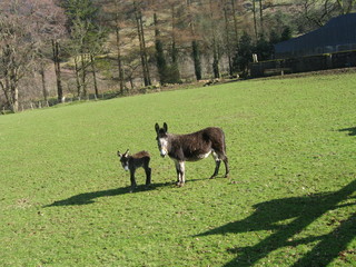 Dieskirt Farm, County Antrim