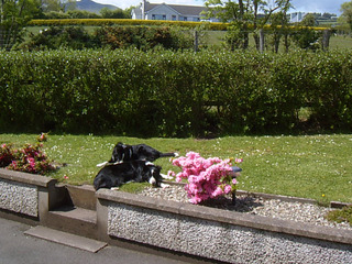 Garron View