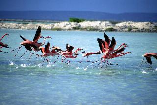 Corallium Hotel & Villa's Bonaire