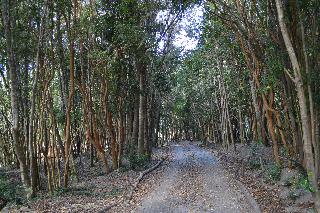 Cabañas Ensenada Bosque Nativo