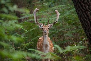Center Parcs Le Bois aux Daims, Poitiers