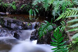 Forest Edge Nature Lovers' Retreat